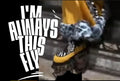 Fly